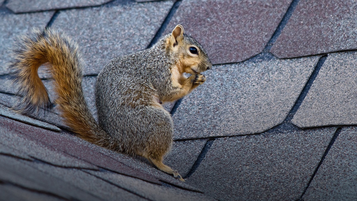 Greysquirrelcontrolforpestprofessionals